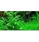 Cryptocoryne X Willisii
