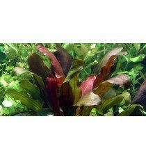 Echinodorus 'Barthii'