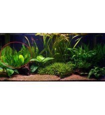 Echinodorus 'Barthii'