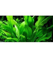 Echinodorus 'Bleheri'