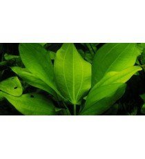 Echinodorus Cordifolius 'Fluitans'