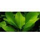 Echinodorus Cordifolius 'Fluitans'