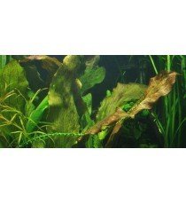 Echinodorus 'Ozelot'