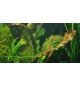 Echinodorus 'Ozelot'