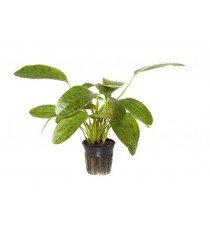 Echinodorus 'Ozelot Green'