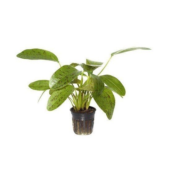 Echinodorus 'Ozelot Green'