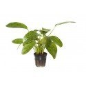 Echinodorus 'Ozelot Green'