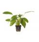 Echinodorus 'Ozelot Green'