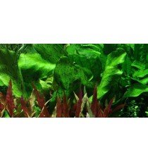 Echinodorus 'Ozelot Green'