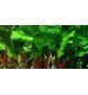Echinodorus 'Ozelot Green'