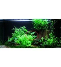 Echinodorus 'Ozelot Green'