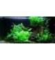 Echinodorus 'Ozelot Green'