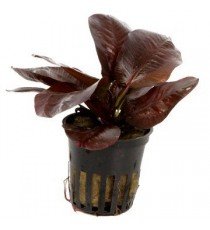 Echinodorus 'Reni'