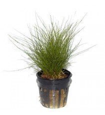 Eleocharis Parvula