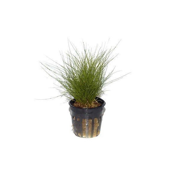 Eleocharis Parvula