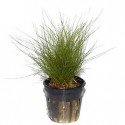 Eleocharis Parvula