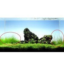 Eleocharis Parvula