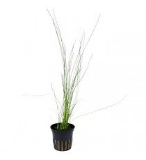 Eleocharis sp.