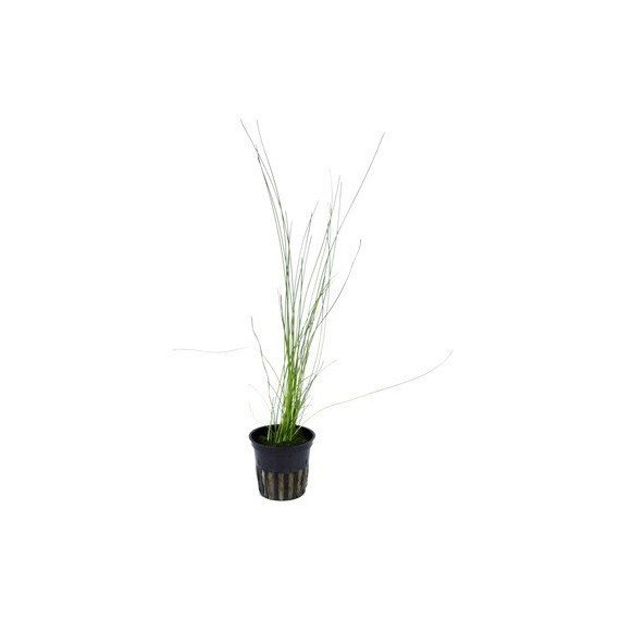 Eleocharis sp. Eleocharis sp.