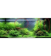 Eleocharis sp.
