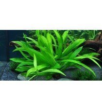 Helanthium 'Quadricostatus'