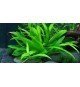Helanthium 'Quadricostatus'