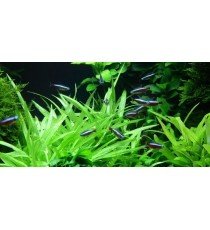 Helanthium 'Quadricostatus'