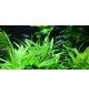 Helanthium 'Quadricostatus'