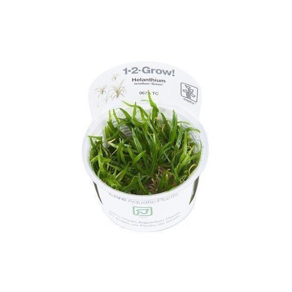 Helanthium tenellum 'Green'