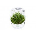 Helanthium tenellum 'Green'