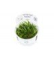 Helanthium tenellum 'Green'