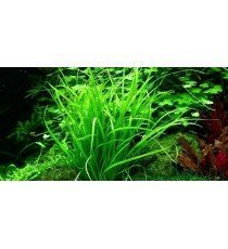 Helanthium tenellum 'Green'