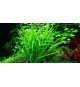 Helanthium tenellum 'Green'
