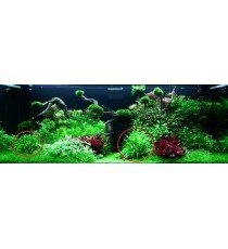 Helanthium tenellum 'Green'