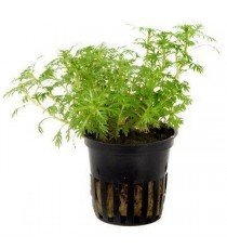 Hottonia Palustris