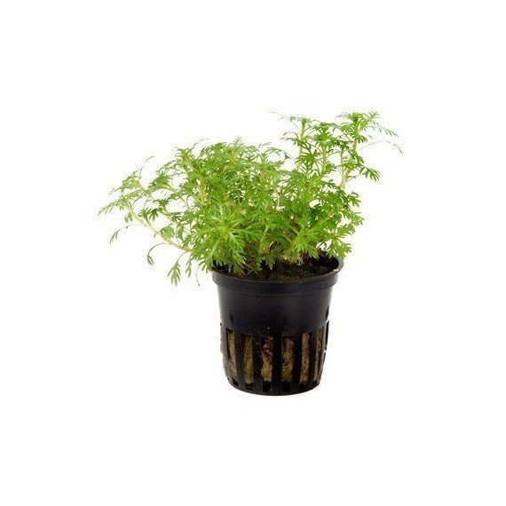 Hottonia Palustris