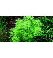 Hottonia Palustris