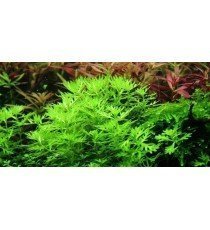 Hottonia Palustris