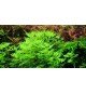 Hottonia Palustris