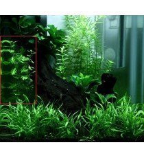 Hottonia Palustris