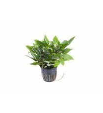 Hygrophila 'Compact'
