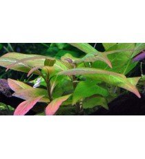 Hygrophila 'Compact'