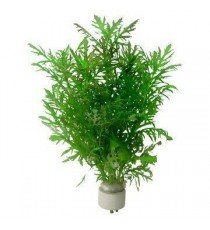 Hygrophila Difformis