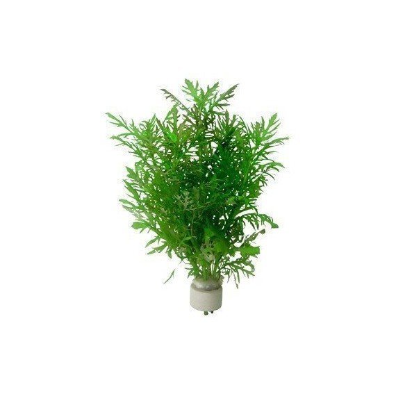 Hygrophila Difformis