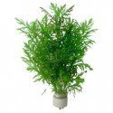 Hygrophila Difformis