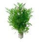 Hygrophila Difformis