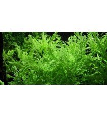 Hygrophila Difformis