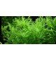 Hygrophila Difformis