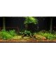 Hygrophila Difformis