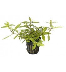 Hygrophila Polysperma